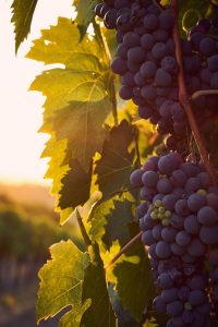 vines-4520513_1280